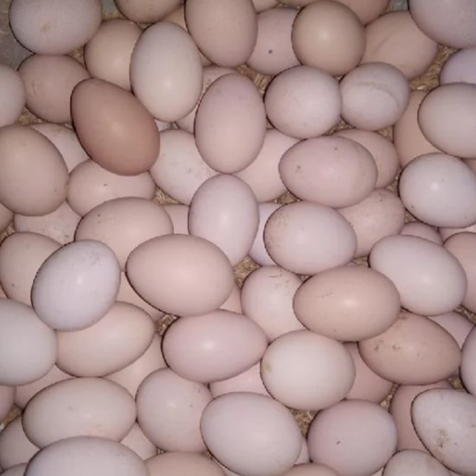 Healthy Daily kadaknath Eggs 6 pcs pack