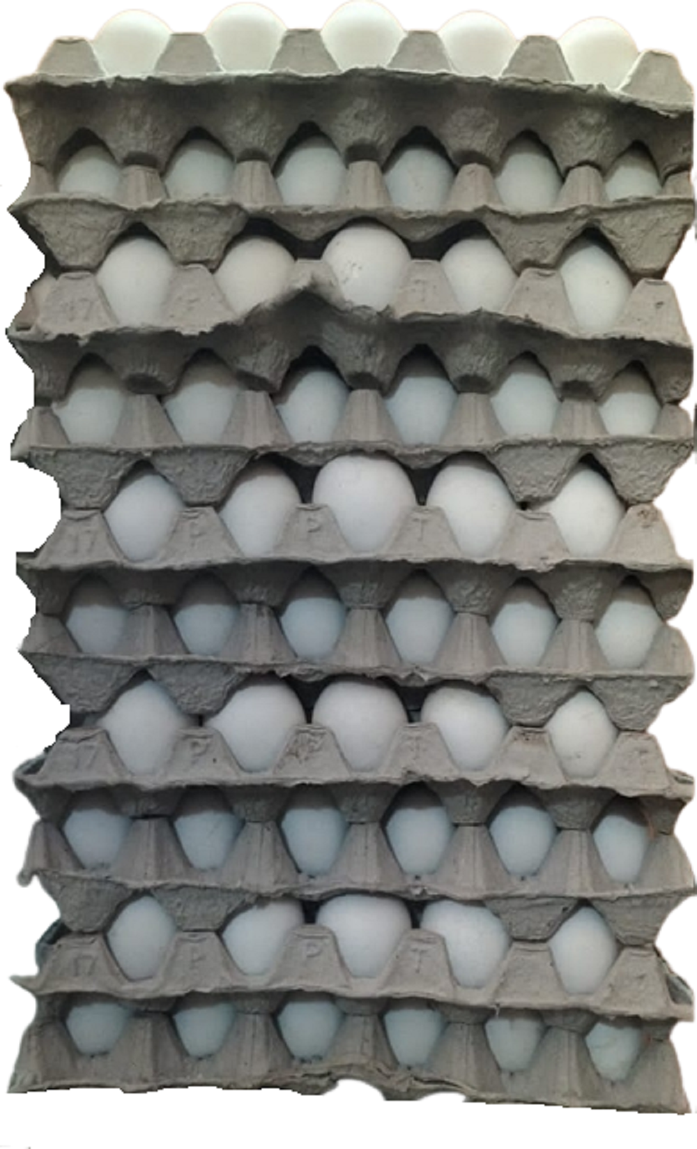 Healthy Daily White Eggs 30 pcs pack of 10 Trays